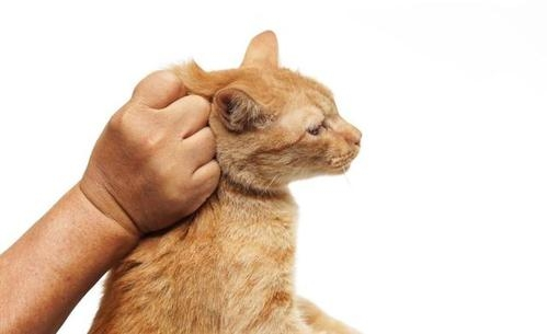 老虎|人类为什么一般只吃食草动物的肉不吃食肉动物的肉？