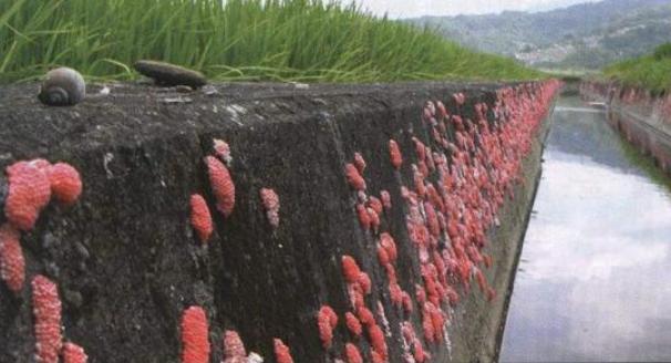 脑供血不足|多地已出现，这东西千万不要吃！寄生虫多达6000条，严重可致命