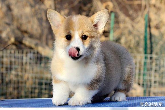 柯基看到主人给自己拍照，它立刻开始摆造型，狗：拍好看点