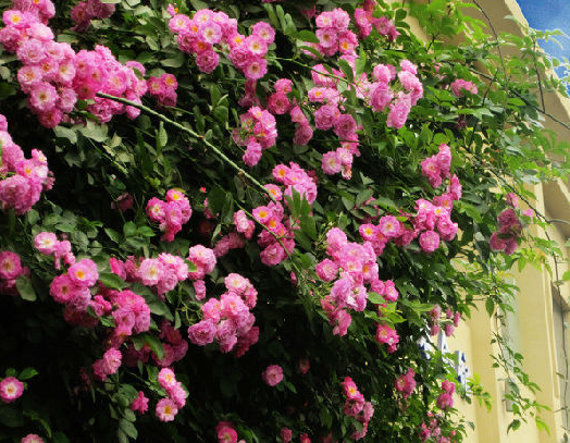 『运势』进入6月中旬，4属相运势如虹，工作如鱼得水，财源滚滚