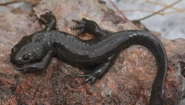 金华发布|国庆涨见识！浙江12种重点珍稀濒危野生动物，你见过几种？快来看看→