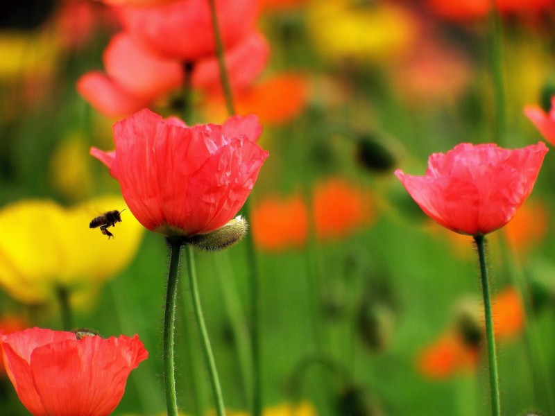 「生肖」7月初期间，喜撞桃花运，相遇姻缘，收获完美爱情的四大生肖