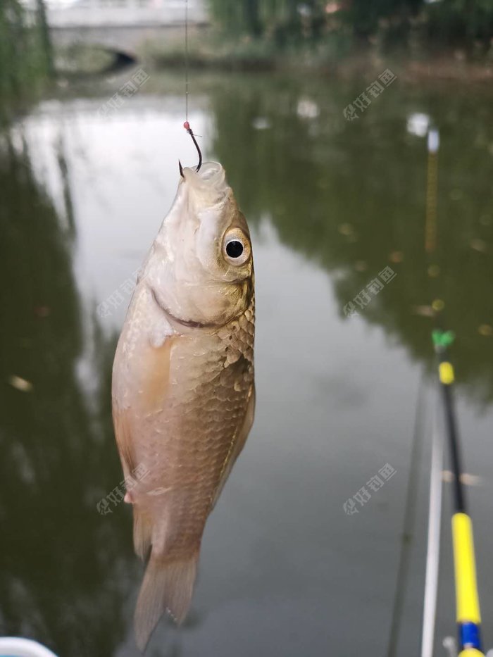 饵料|国庆假期最后一天，小河沟里再钓鲫