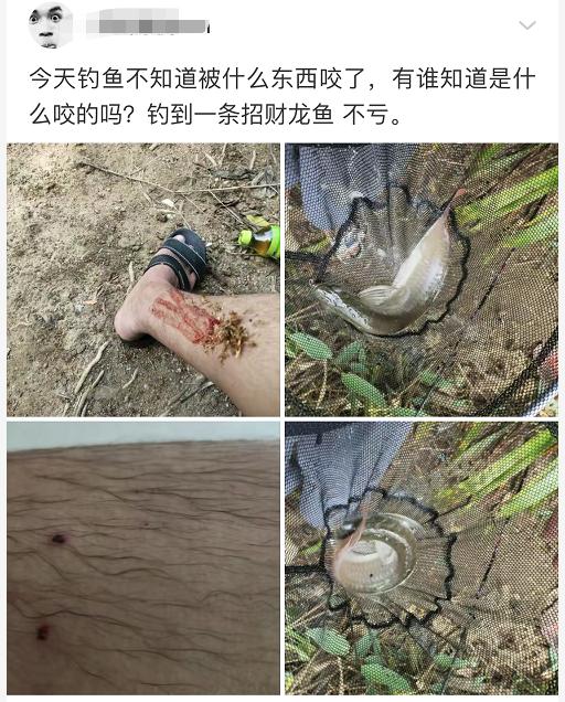 |今天钓鱼被咬了一口，谁知道是什么咬的吗？评论区沸腾了！哈哈哈