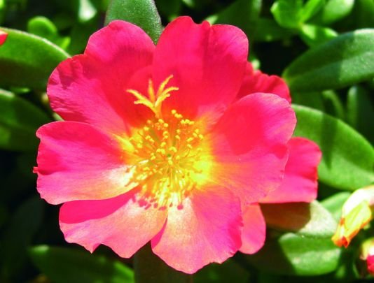 运势|下周开始，4属相运势飞涨，财运滚滚，喜事连连，家中福气满满