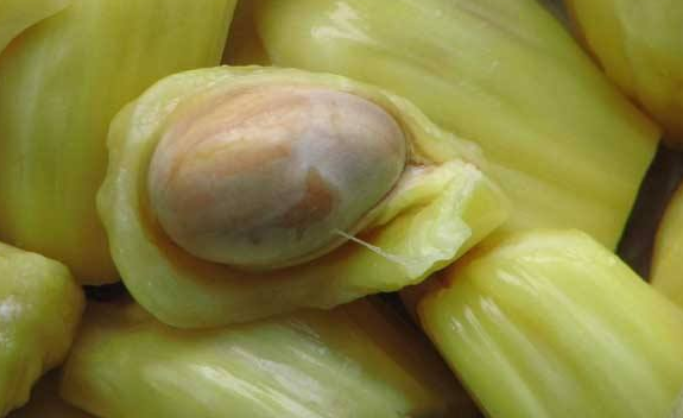 水果@为什么进口菠萝蜜，都会被砍一刀？外行人看了表示一脸懵