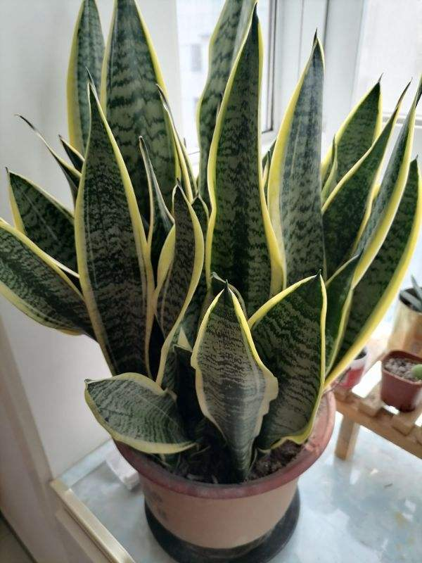 【】12种花，适合养在卫生间，耐阴耐湿好养活!