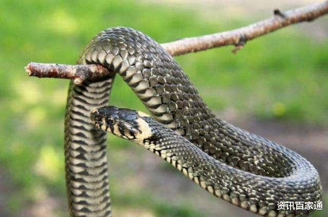 『』打蛇真的要打“七寸”处吗？为何不直接攻击脑袋？看完你就懂了