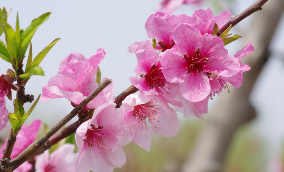 『生肖』6月上旬偏财运一发不可收拾，中大奖概率极高的3大生肖