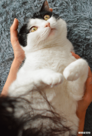 又一喵界“表情帝”出现了，连主人都敢嫌弃，不愧是奶牛猫！