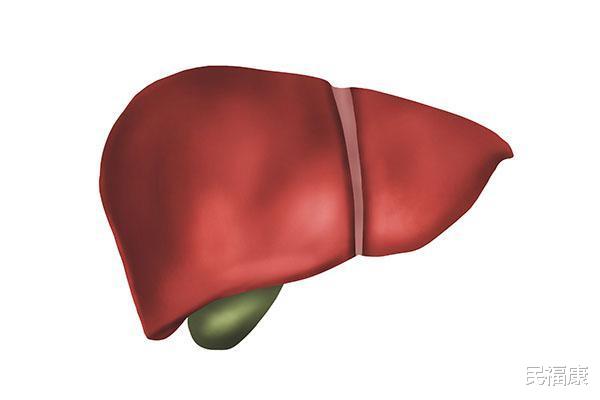 【胆囊】胆囊对人体有什么作用？摘掉胆囊的人，都不长寿，是真的吗？