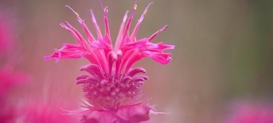 白羊座@磨难越多,越有出息的星座,潜力大,聪慧机智,坚韧勇敢