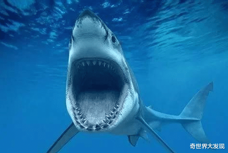 科学家|科学家在深海发现幽灵鲨,存在岁月长于恐龙,永久活在黑暗世界