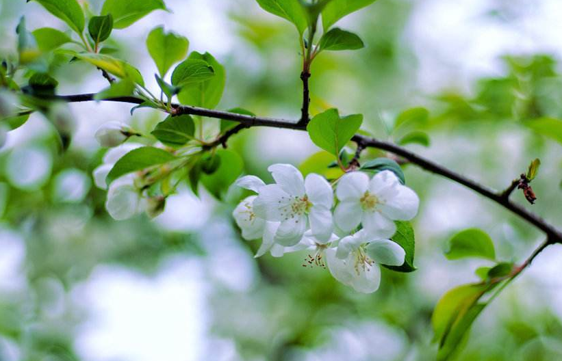 运势|8月上旬这三生肖运势旺盛，喜事接二连三，事事顺利