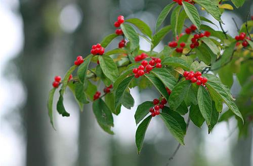 「文玩」盘点文玩市场上四种毒文玩，白送都不要，贴钱都坚决不玩