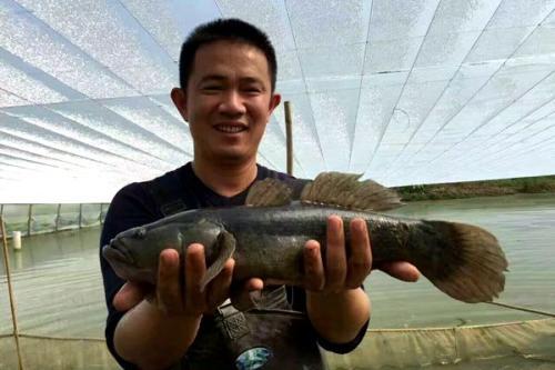 「物种入侵」继小龙虾后,我国又一物种入侵被一锅端,味道鲜嫩,完全不输本土鱼!