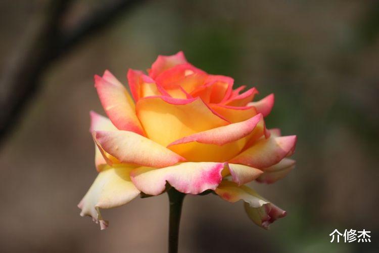 射手座|下个月，与前任再续前缘，重新追回，与对方破镜重圆的4大星座