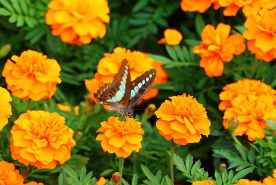 属狗|未来3个月，好运连连，4属相横财越来越多，前程似锦，喜事多多