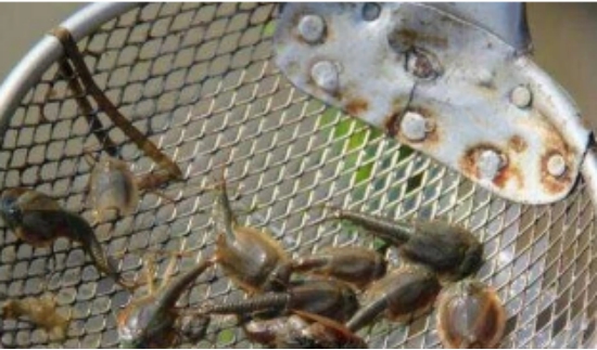 恐龙|活了2亿年的生物，逃过了5次大灭绝，最后却被人类用来喂鸡