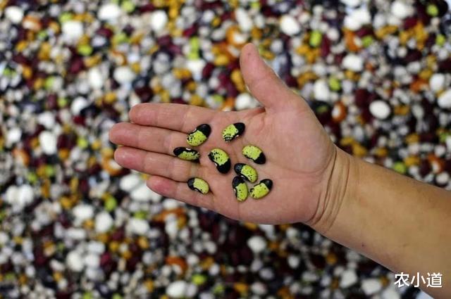 芯片|一年进口32亿，价格高出十多倍，我国严重依赖进口的，不是芯片