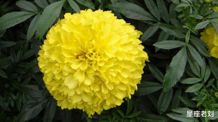 1月，缘分桃花继续纠缠，真爱袭来，牵手余生幸福的3大生肖