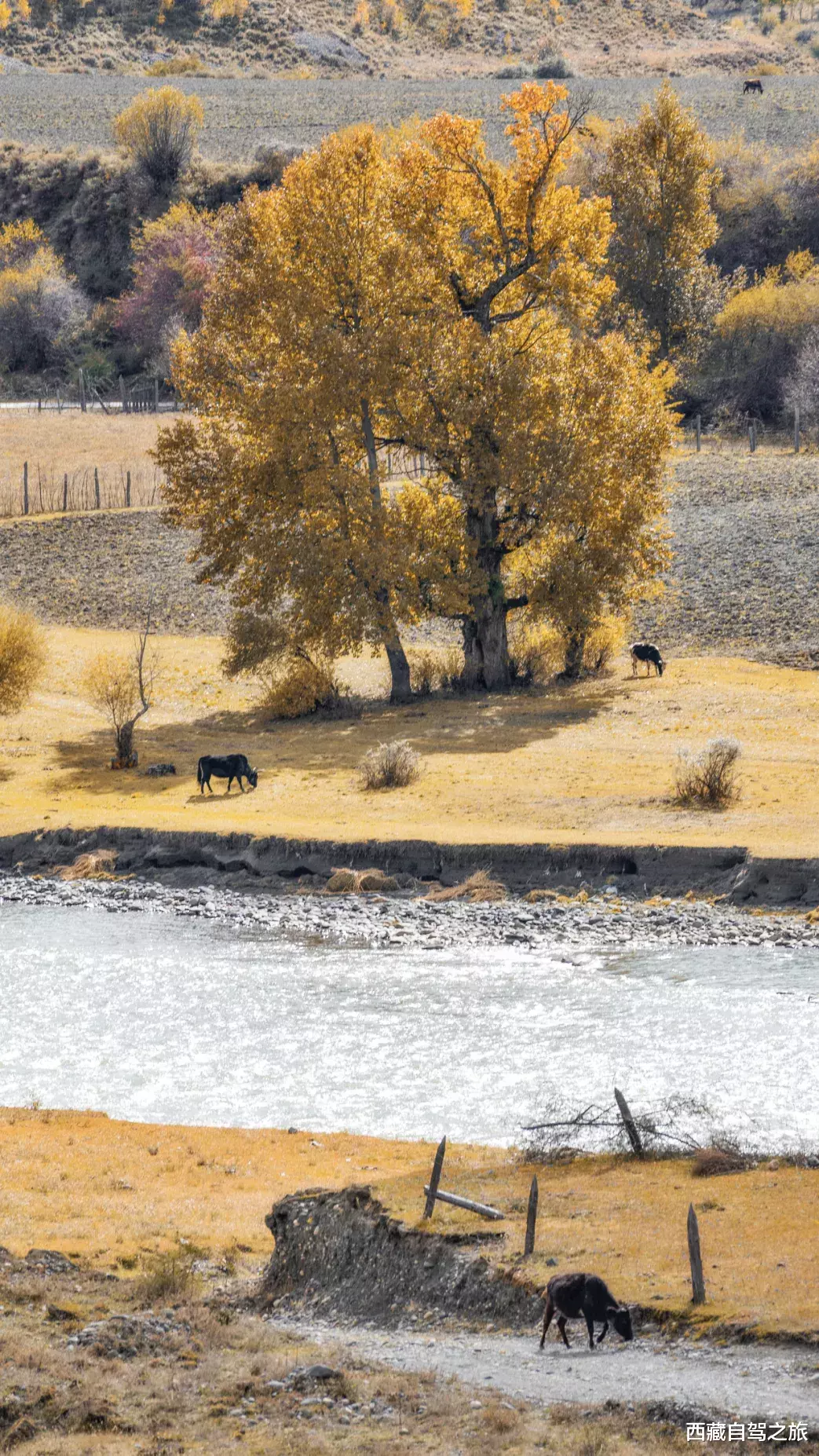 川西|深秋酝酿的五彩斑斓，全在川西晕染开了！