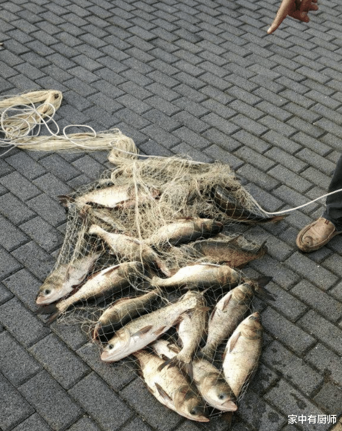 千岛湖|千岛湖巨量湖鱼大量流出，有人街道上捡到大鱼，鱼群被捞完了？