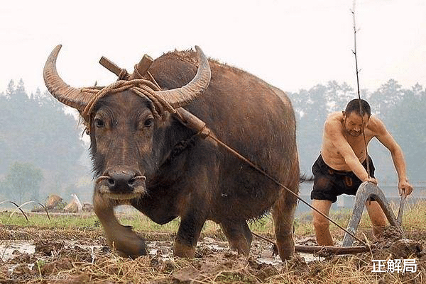 「日本」8000亿市场,外国牛肉入侵:中国企业为什么就是不太愿意养牛?