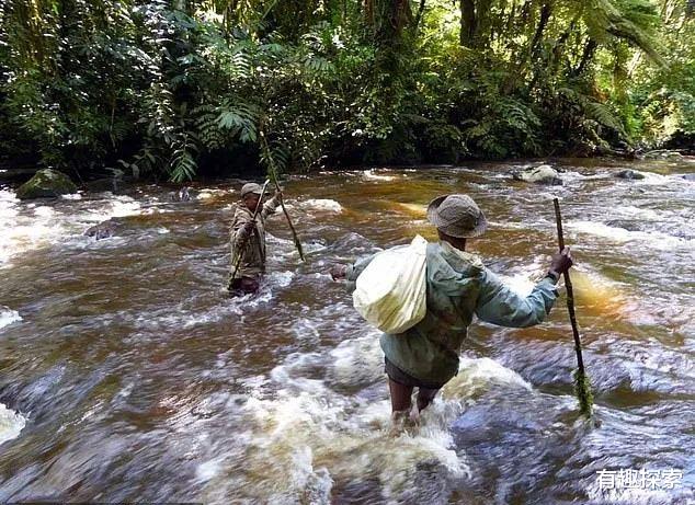 高地|绝迹93年两栖大鼠回来，灭绝47年唱歌犬现身，违背自然规则？