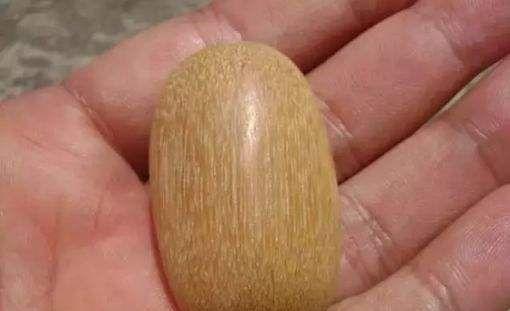 「」全球最“硬”的树， 子弹打上面就像打钢板， 中国拥有最多