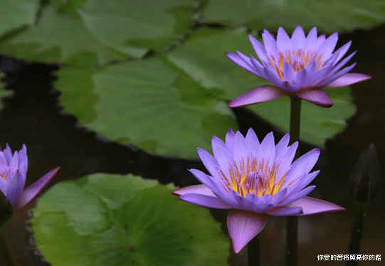 『吉星』未来30天，4属相吉星照命，财富源源不断，事业爱情双丰收