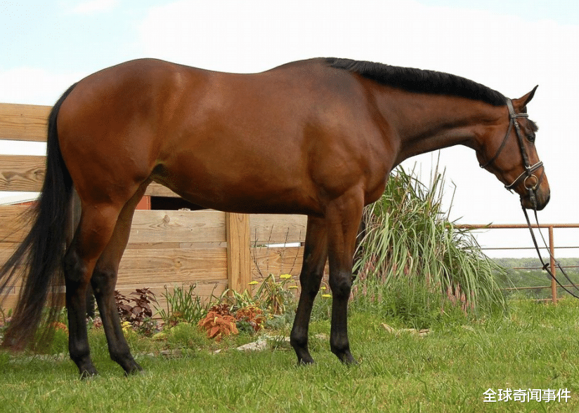 #科学家#这是“最难交配的动物”,却不能生育,你知道是哪种动物吗?