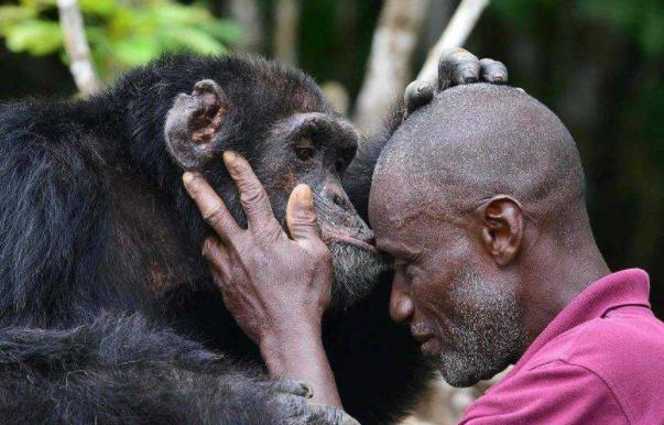 |艾滋病毒起源于大猩猩，第一个被染上病毒的人类，当时发生了什么