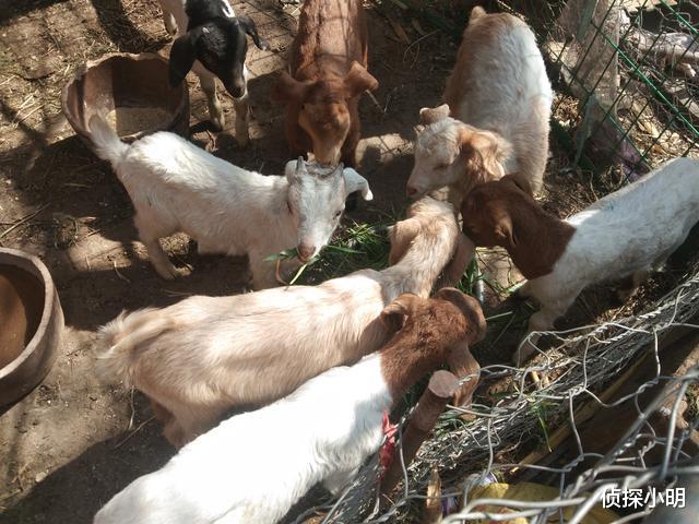 猪肉|羊价雪崩腰斩那天的到来，离我们到底还有多远？