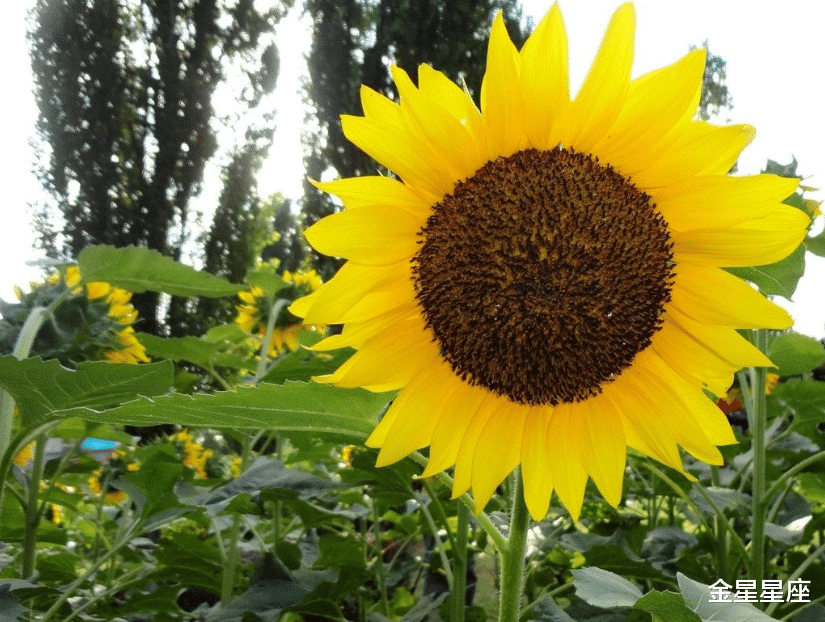 生肖|接下来一周开始得上天青睐，运高财旺，好运挡不住的生肖