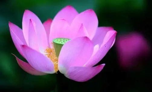 「运势」6月尾，事业发展顺利，运气上上吉，福禄双全的属相