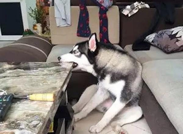 为了防止二哈拆家，这些铲屎官的做法，简直“丧心病狂”