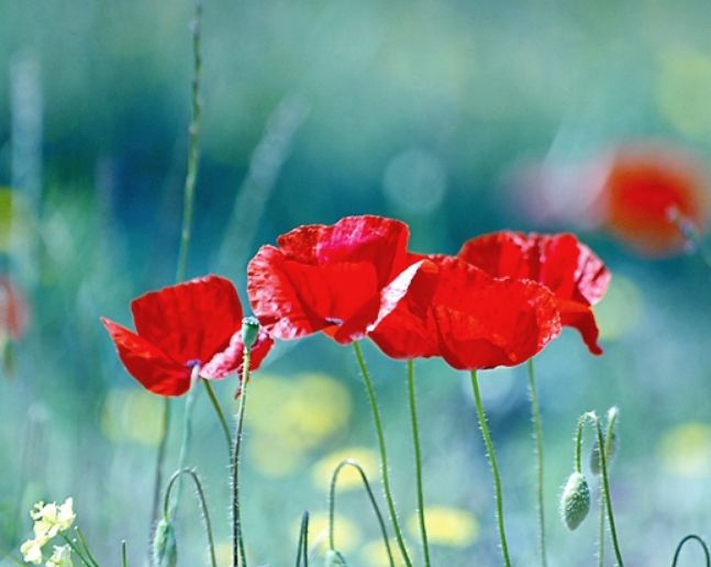 旧爱|9月桃花烂漫，真爱深情款款等待的四大生肖，甜蜜牵手一生姻缘