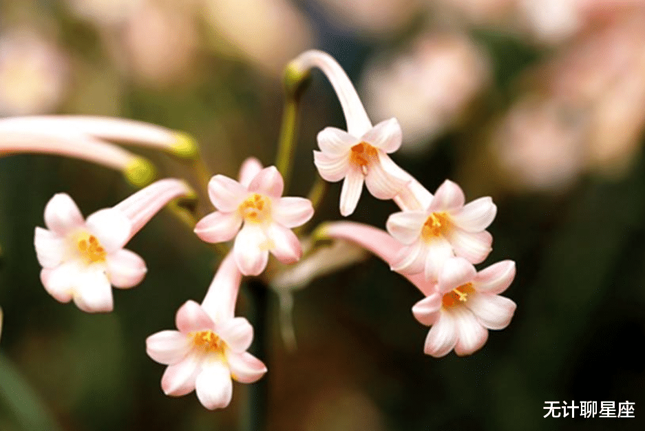 |最容易吃“回头草”的4个星座，没有任何坚持，这样做自有想法