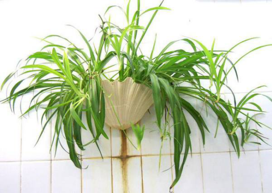 别因寒冷忘记了除醛，教你几招应对甲醛危害，快来看看吧