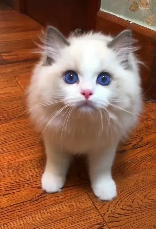 因一双“海洋眼睛”爆红，简直萌翻，猫咪让人心动