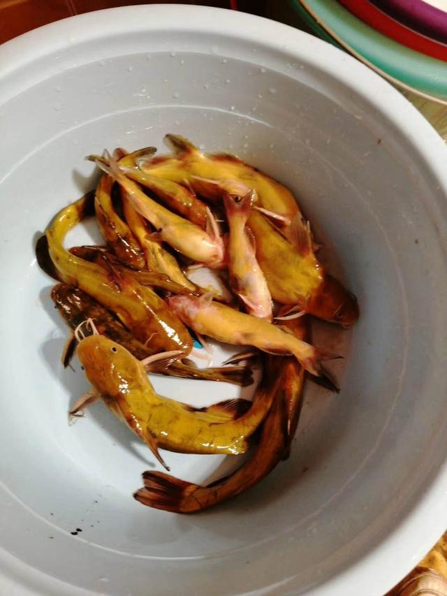 ：夏天怎么钓黄骨鱼？看了这个你就知道