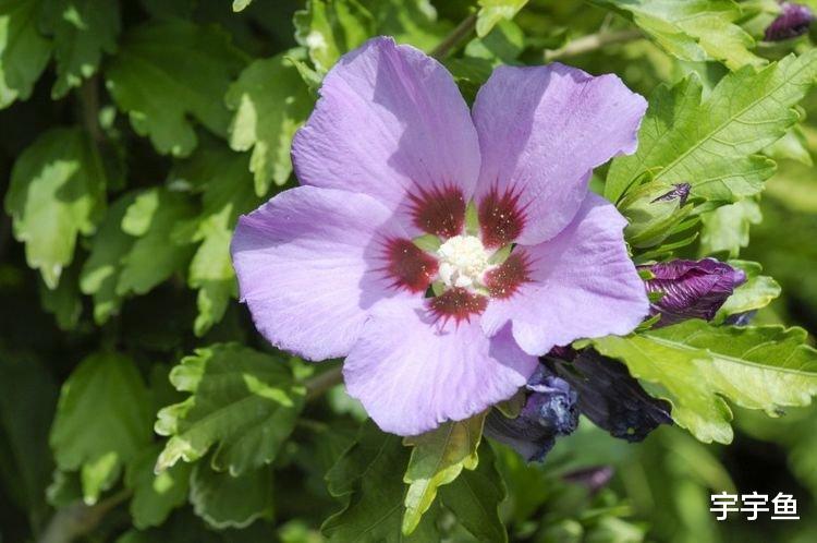 生肖|9月开始喜笑眉头，财运走高，福气多多的四大生肖