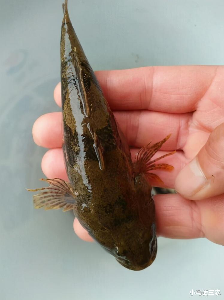 |体小却很凶猛的小鱼，曾被农民嫌弃，如今身价暴涨，每斤卖80元