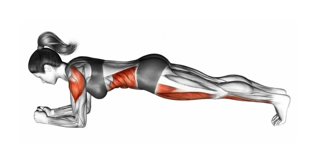 :每天做1分钟平板支撑,你会发生什么变化