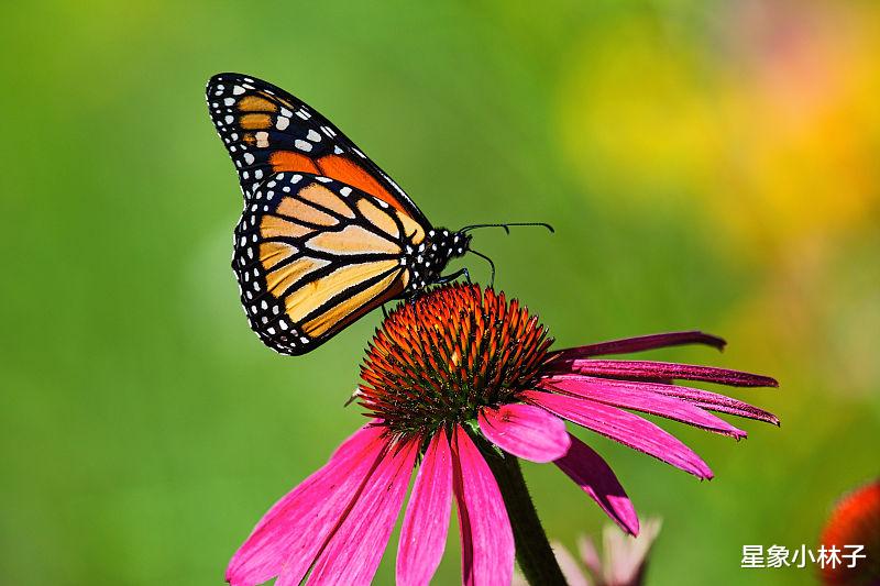 狮子座|新的一周3个星座，失而复得，重归于好，恋情大曝光