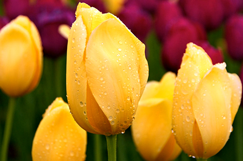 运势|8月下半月，开门见喜，还有好运降临的三个星座