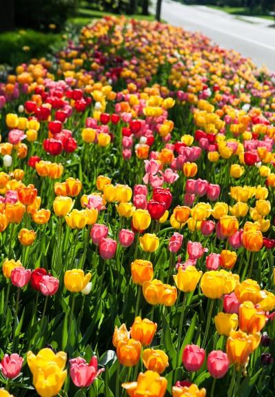 旧爱|10月底，繁花明媚，良缘相随，不会再为感情的事情苦恼的四大星座