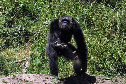 黑猩猩|苏联科学家为研究人猿杂交，花重金请5名女性，实验最后却悲剧了