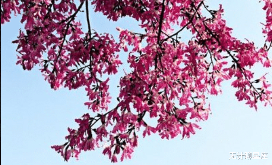 |四个星座,拼搏不服输,深受器重,升职加薪,前途大好